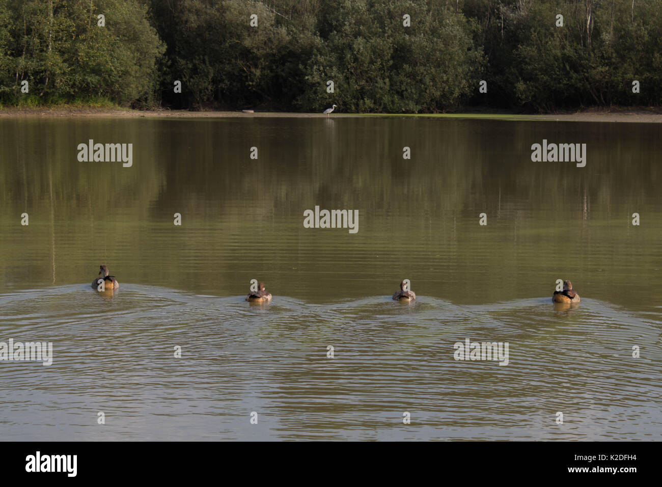 Four ducks swimming symmetric towards one heron in the middle. Stock Photo