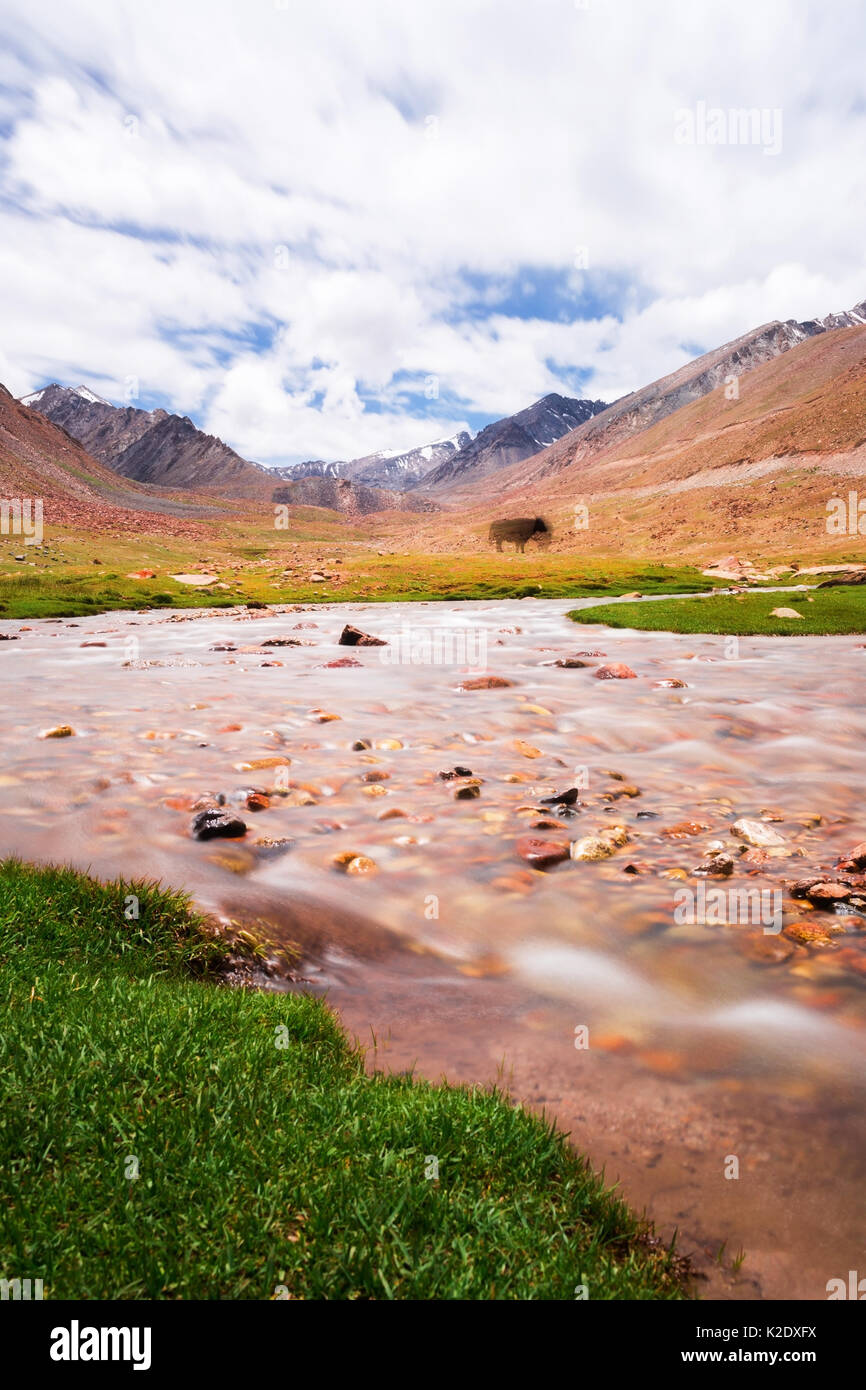 Yak with natural landscape in Leh Ladakh, Jammu and Kashmir, India