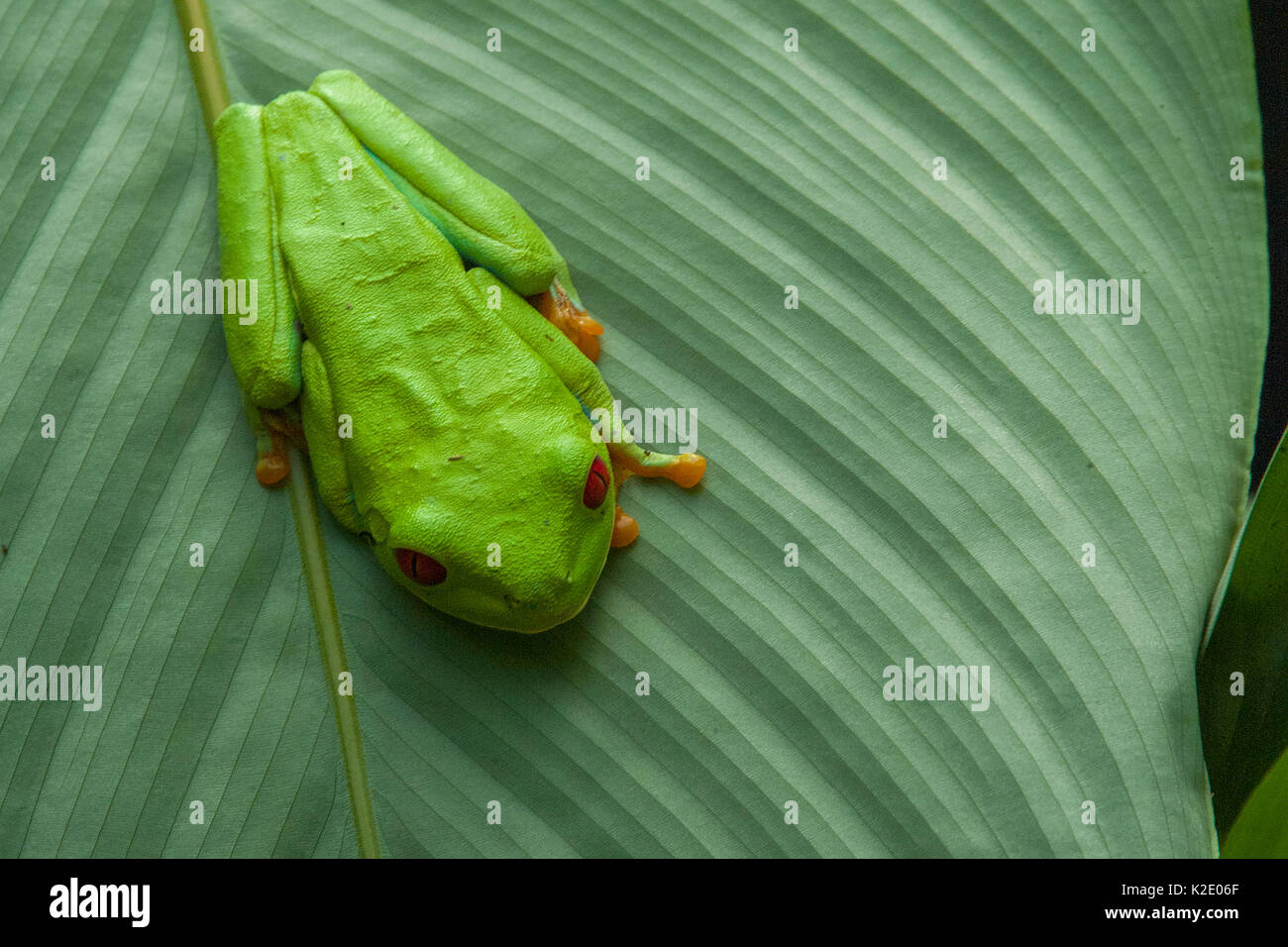 Leaf frog on Leaf Stock Photo