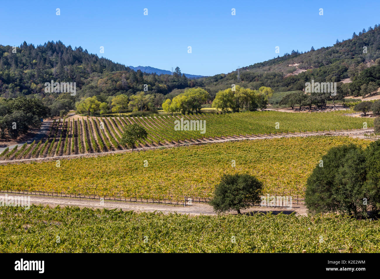 grape vineyard, grape vineyards, vineyards, view from outdoor tasting terrace, Joseph Phelps Vineyards, Saint Helena, Napa Valley, California Stock Photo