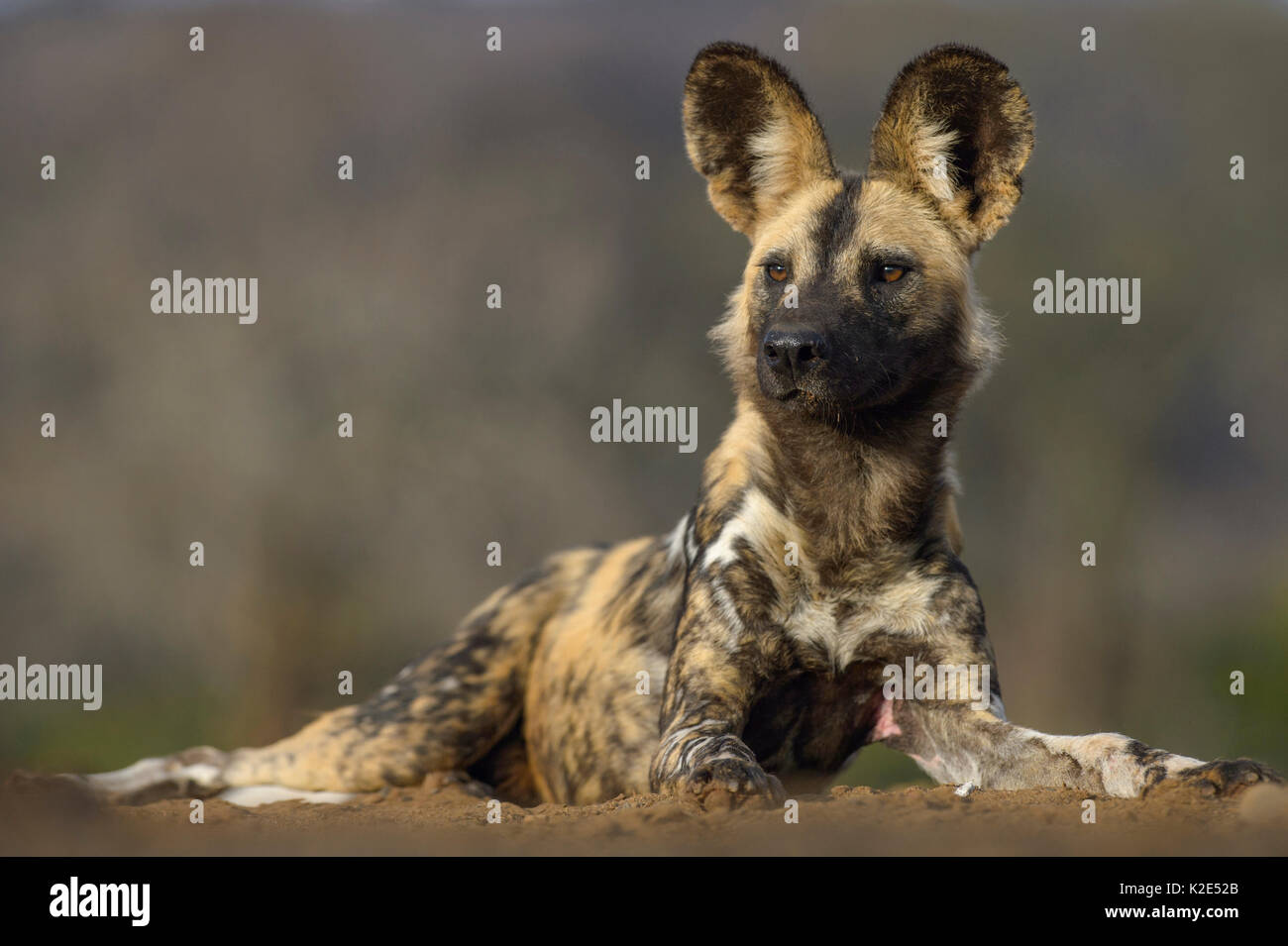African wild dog (Lycaon pictus), lying in the sand, Zimanga Game Reserve, KwaZulu-Natal, South Africa Stock Photo