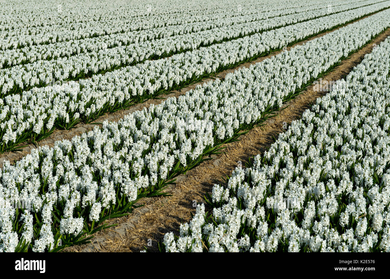 Flowering white hyacinths, flowering area Bollenstreek, South-Holland, Netherlands Stock Photo