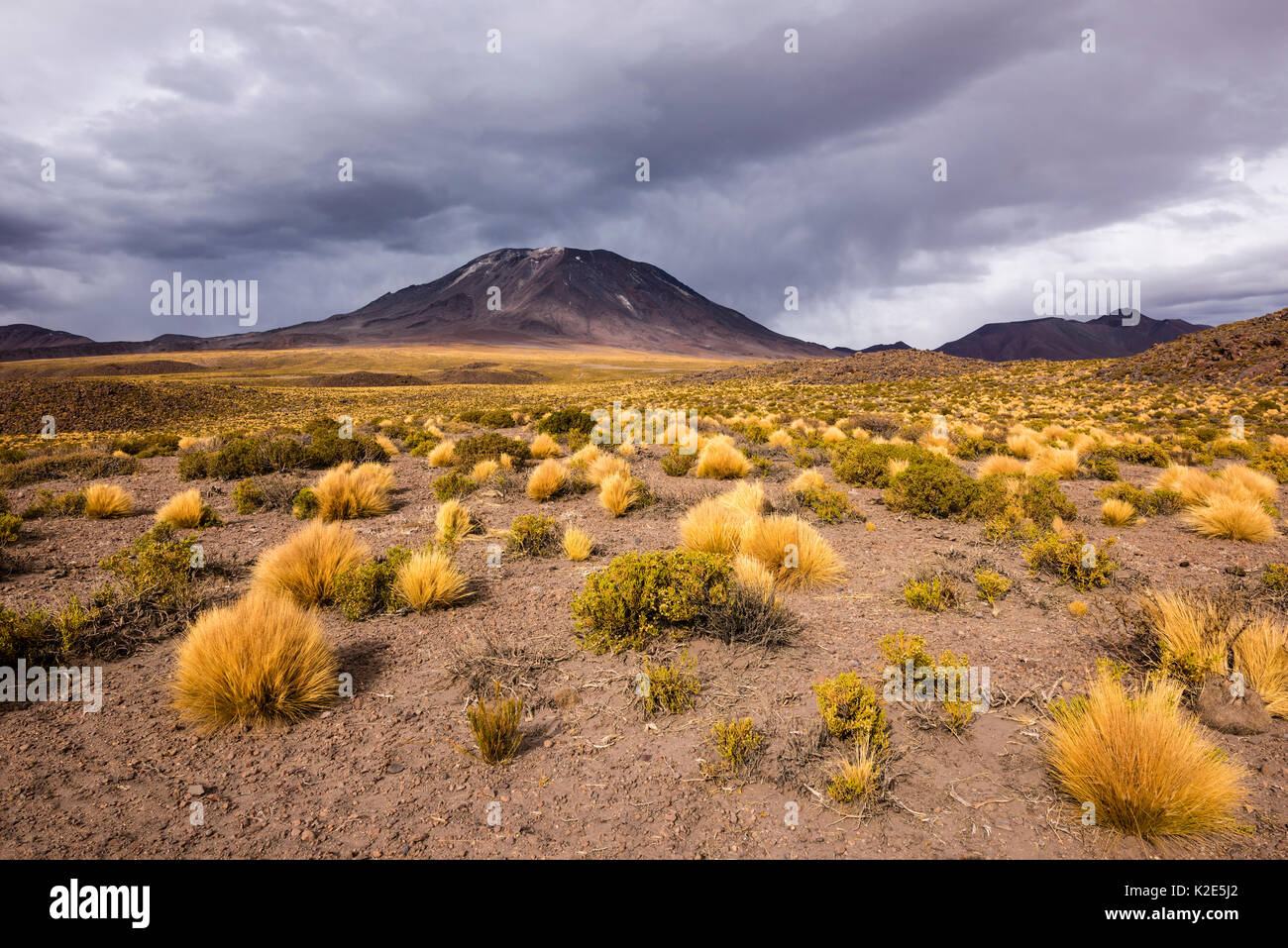 Andean Plain, Puna Grasland, Jarava ichu, Lascar Volcano, Height 5592m, San Pedro de Atacama, El Loa Province Stock Photo