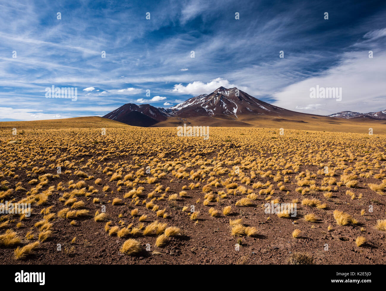 Andean Plain, Puna Grasland, Jarava ichu, Volcan Miñiques, Altitude 5910m, View of Ruta 23, San Pedro de Atacama Stock Photo