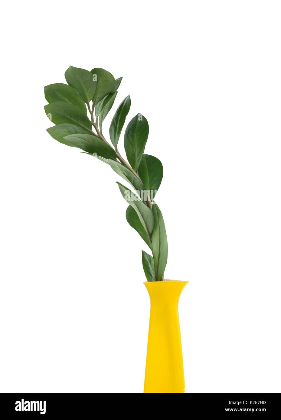 High yellow vase with green leaves branch on white background. Isolated