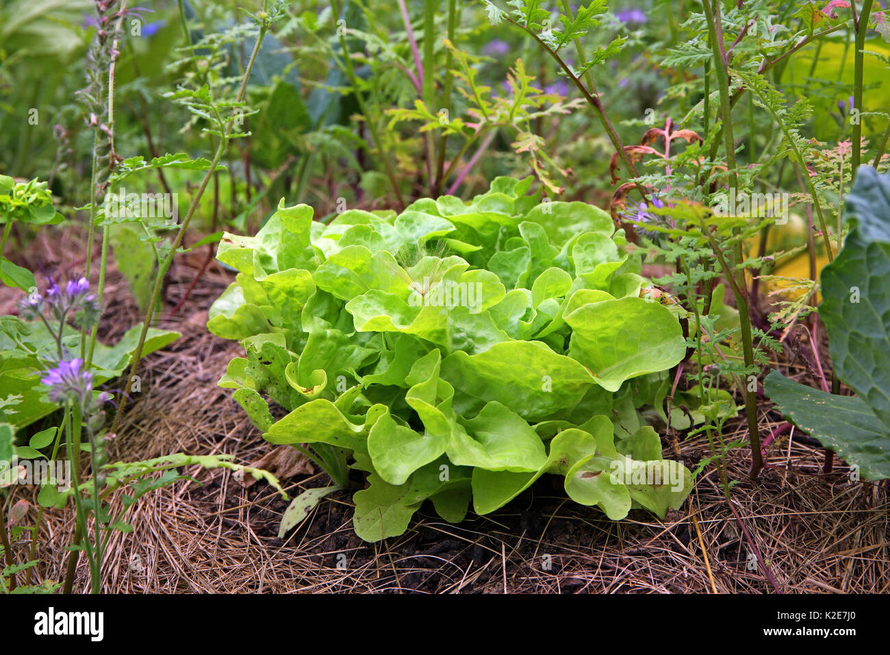 Green head of lettuce on a hillside in farm garden, floor covering with grass cut against dehydration, Germany Stock Photo
