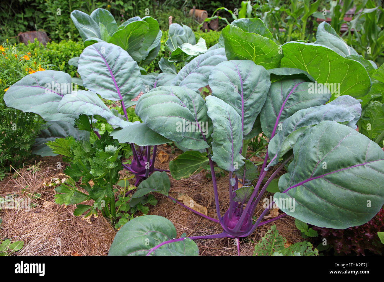 Kohlrabi (Brassica oleracea), floor covering with grass cut against dehydration, Germany Stock Photo