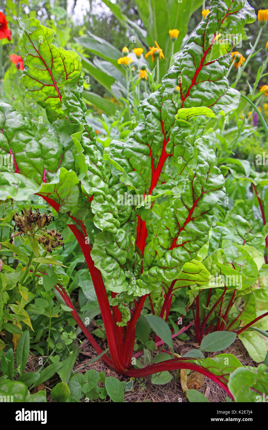 Chard (Beta vulgaris) in the farm garden, Germany Stock Photo