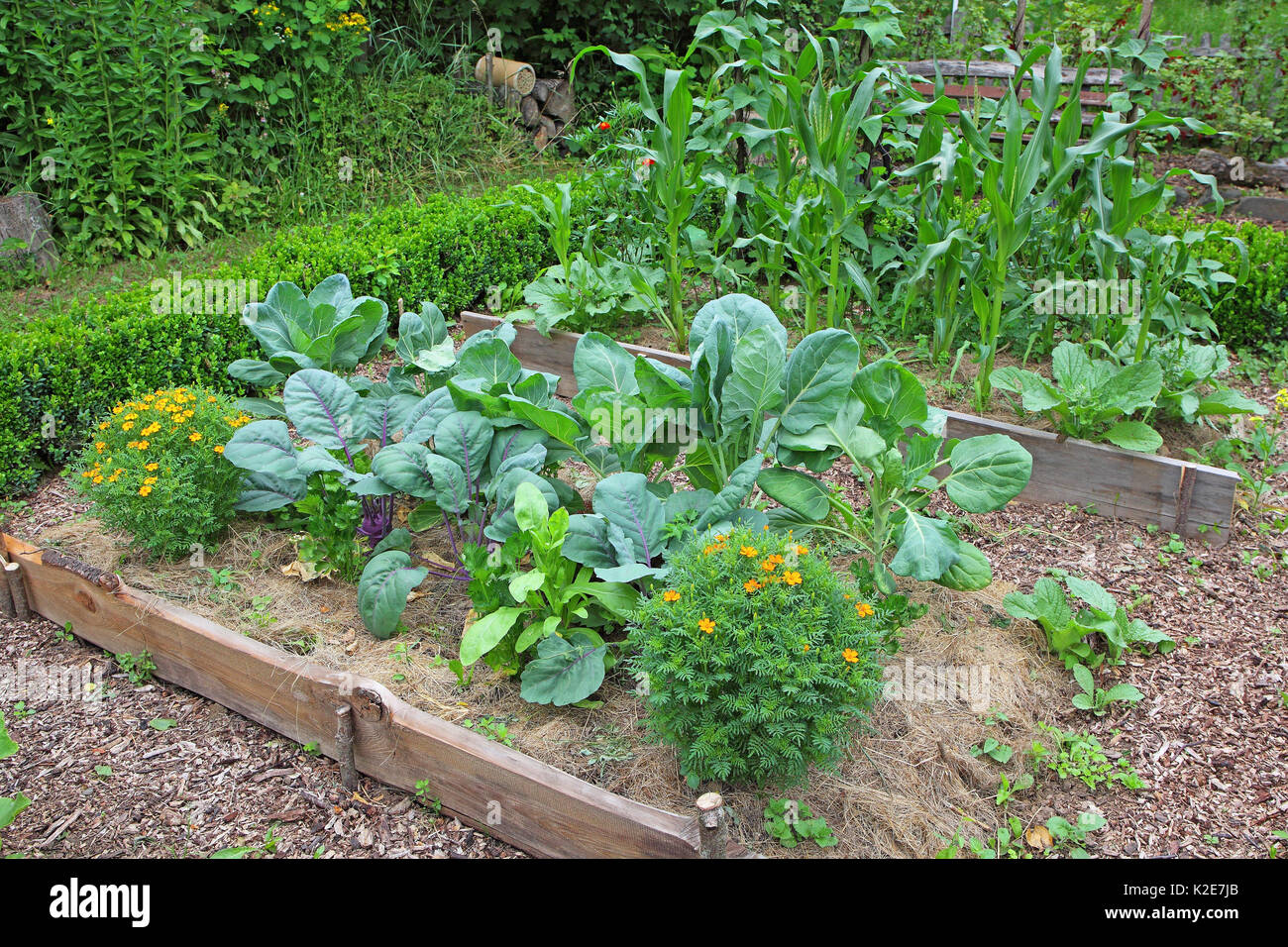 Farm garden with various typical plants such as cabbage, German turnip, Mexican tarragon, corn and runner beans, Germany Stock Photo