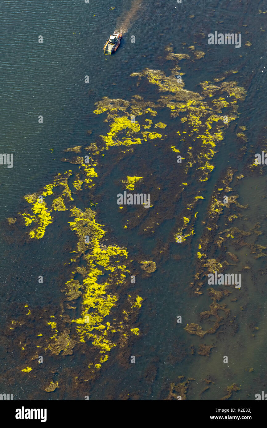 Mow ship on the Kemnader lake, Kemnader Stausee, control of the Elodea, waterweed (Elodea), Bochum, Ruhr area Stock Photo