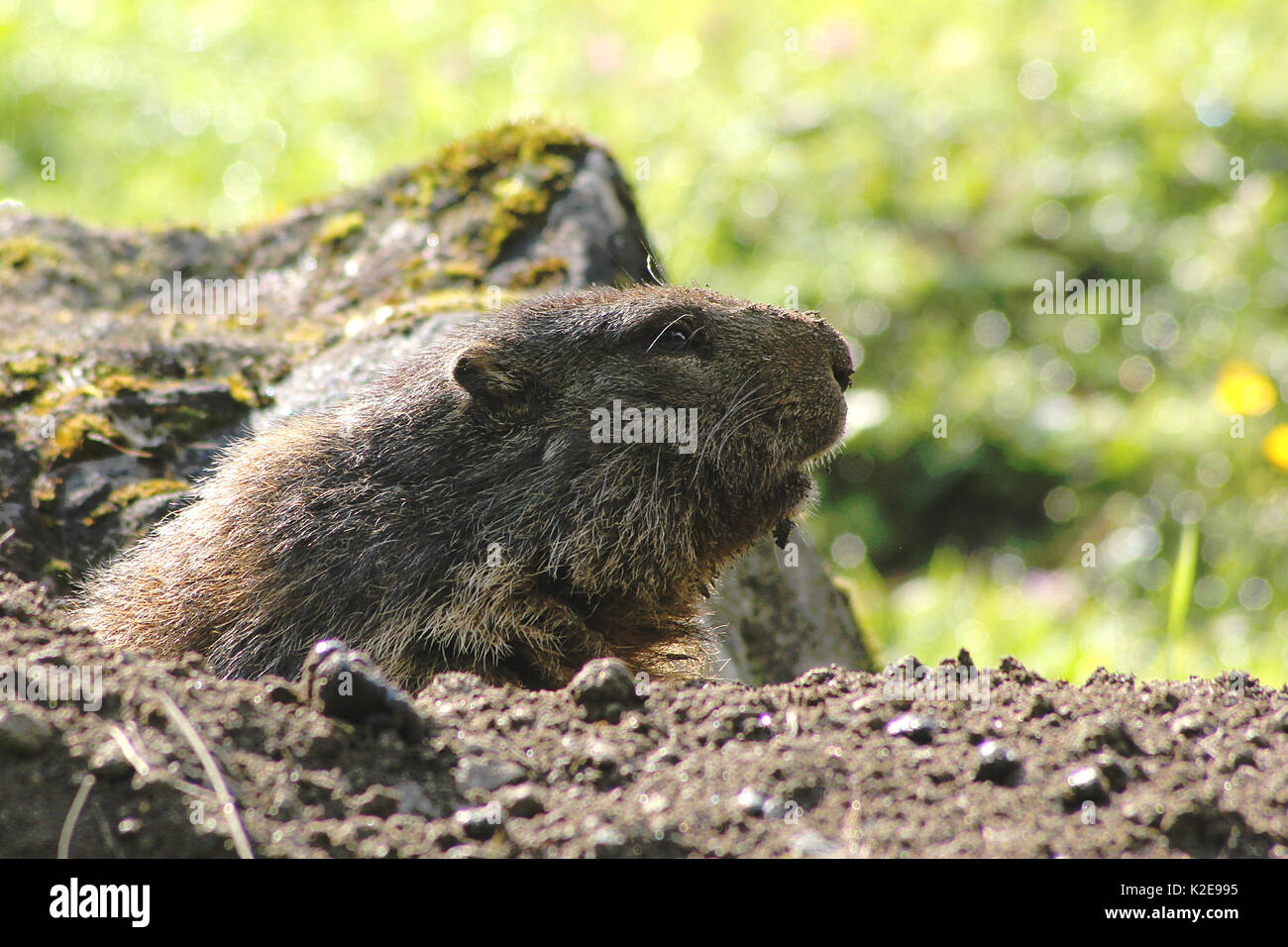 Animal digging tunnel hires stock photography and images Alamy