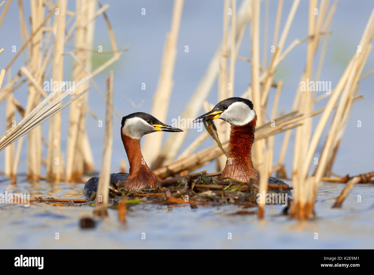 Red-necked grebes (Podiceps grisegena), couple with nesting material, nature river area Peene Valley Stock Photo