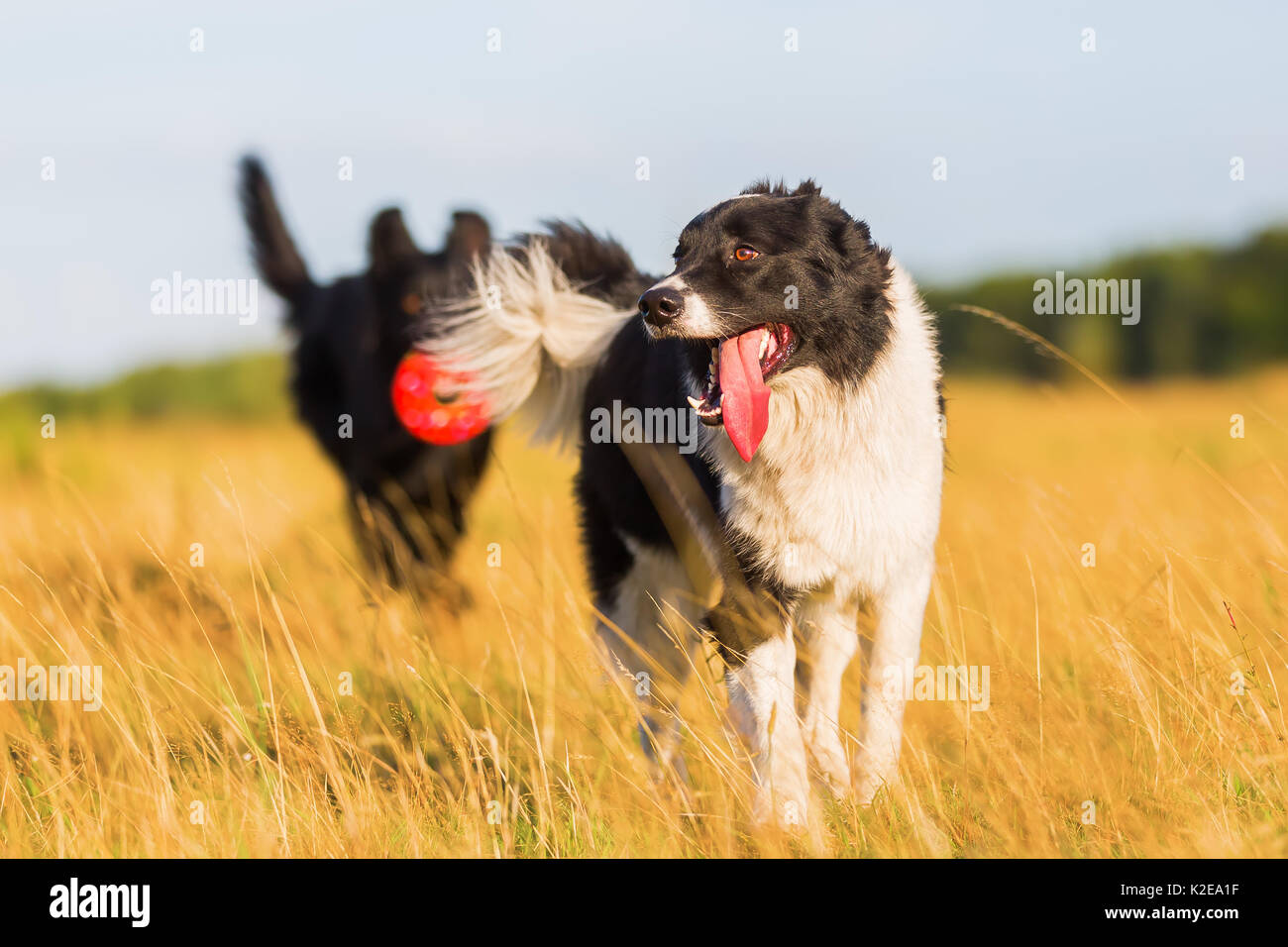 picture of two dogs who are playing in the meadow Stock Photo - Alamy