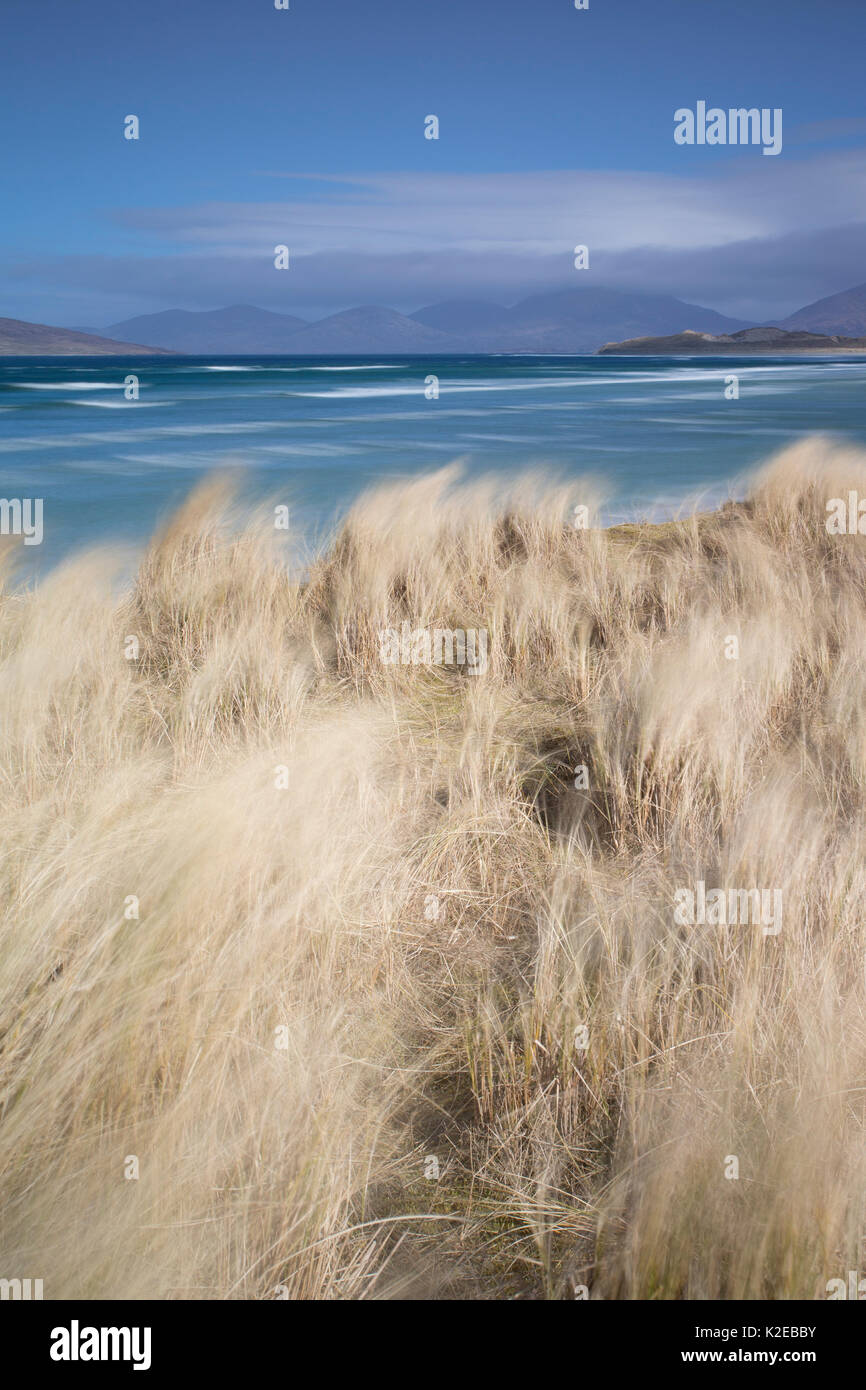Marram grass (Ammophila arenaria) blowing in the wind, Seilebost, North Harris, Outer Hebrides, Scotland, UK, April 2013. Stock Photo