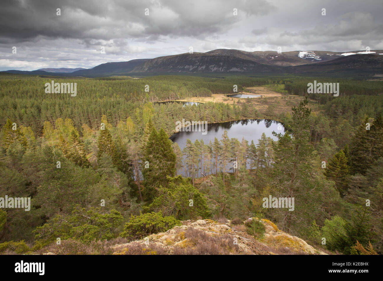 Uath Lochans surrounded by Scots pine (Pinus sylvestris) woodland, Glenfeshie, Cairngorms National Park, Scotland, UK, May 2014. Stock Photo