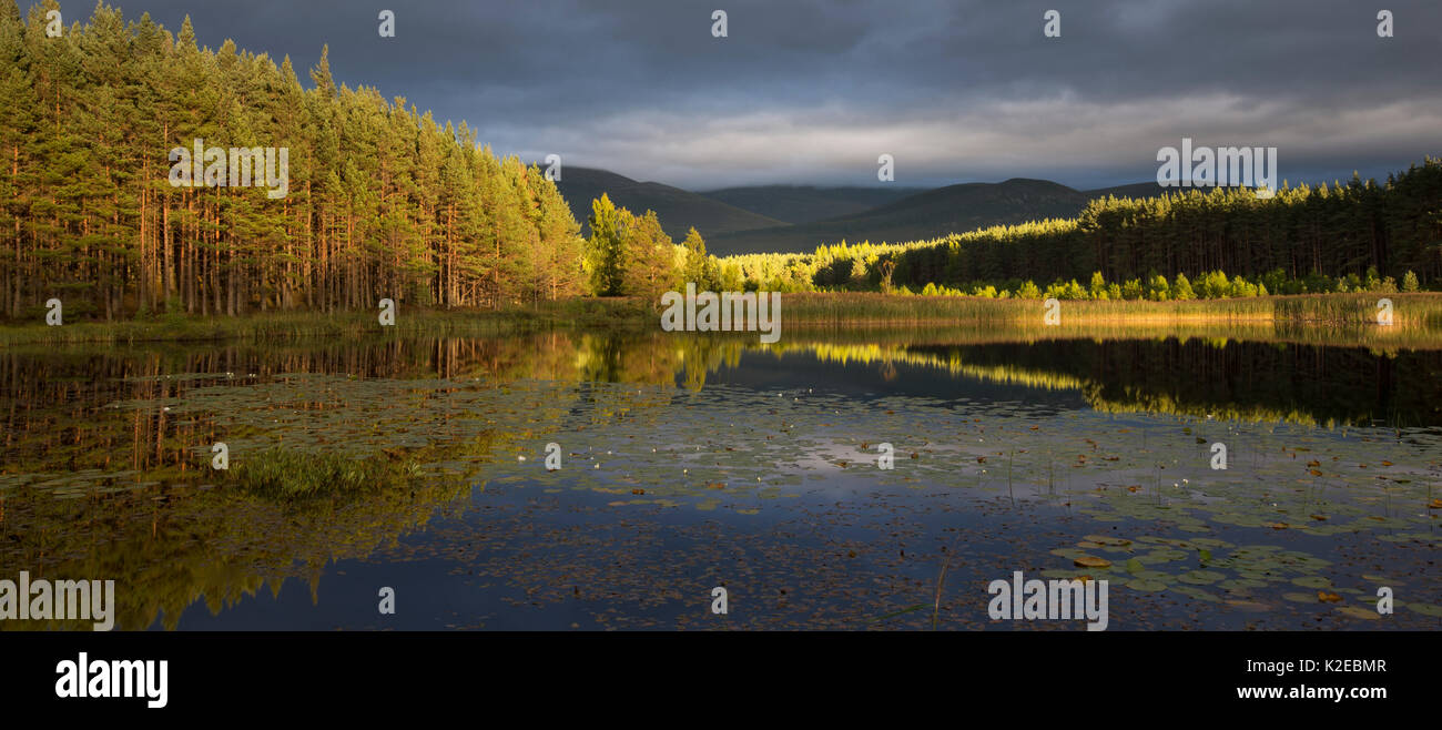 Uath Lochans in evening light, Glenfeshie, Cairngorms National Park, Scotland, UK, September 2013. Stock Photo