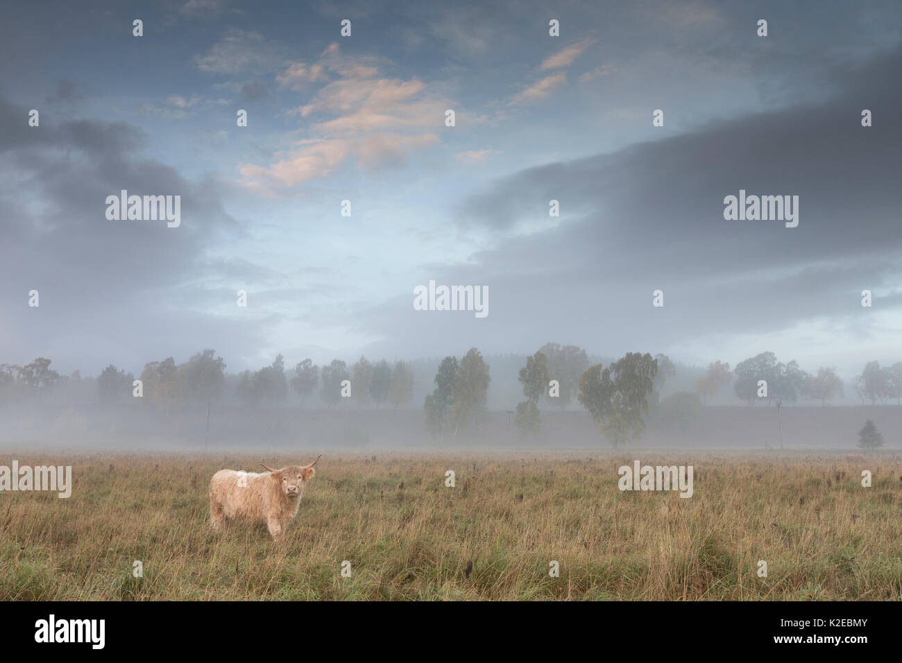 Highland cow in misty field at dawn, Glenfeshie, Cairngorms National Par, Scotland, UK, October 2013. Stock Photo