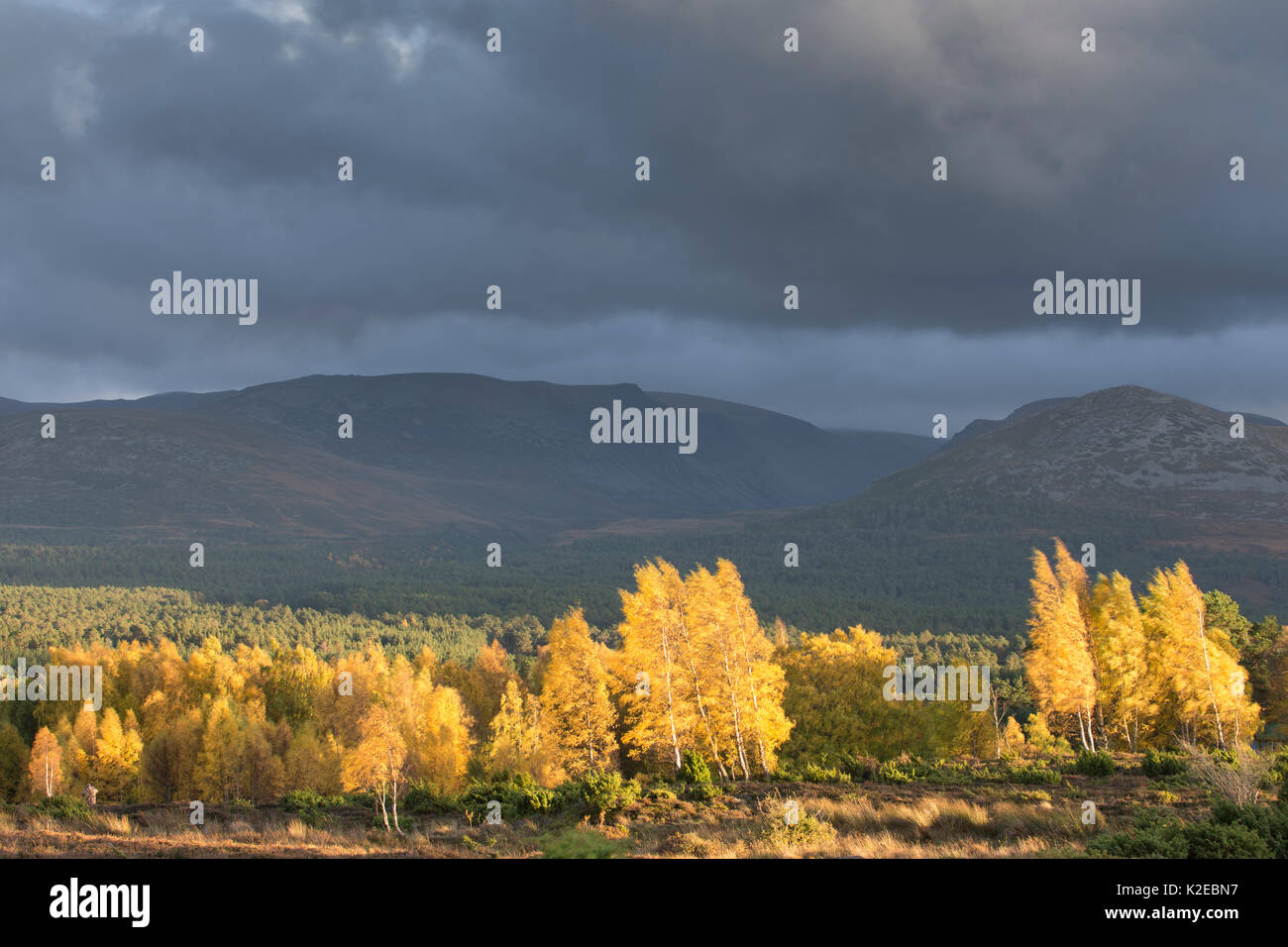 Silver birches (Betula pendula) near Rothiemurchus Forest in evening light, Cairngorms National Park, Scotland, UK, October 2013. Stock Photo