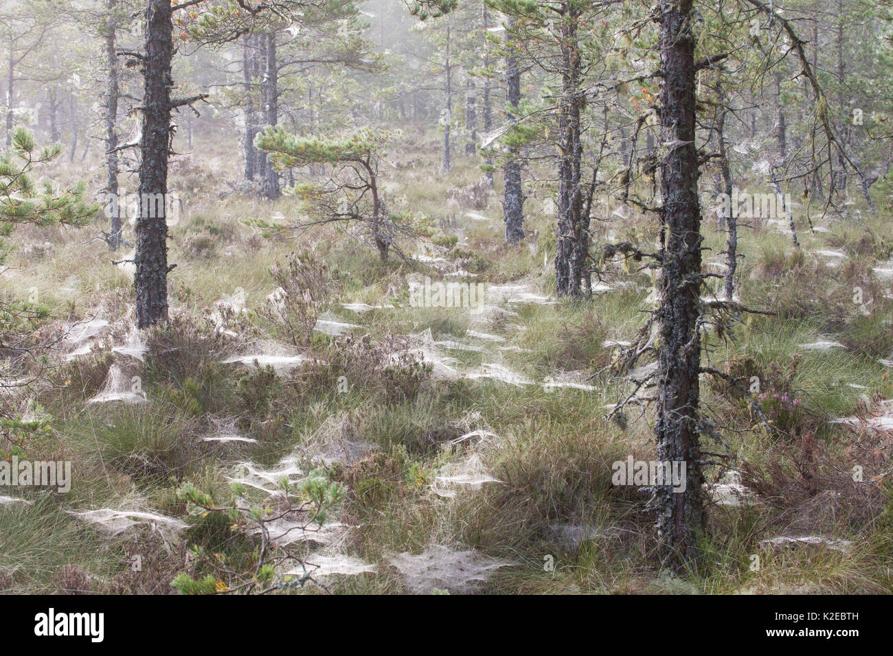 Dawn mist in Abernethy Forest with lots of spider webs in grass, Cairngorms National Park, Scotland, UK, August. Stock Photo