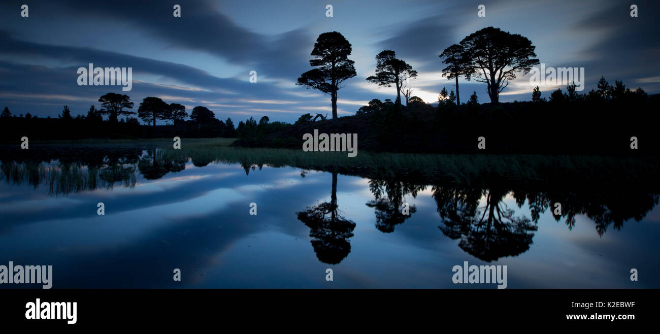 Scots pine (Pinus sylvestris) trees reflected in lochan at dawn, Abernethy National Nature Reserve, Cairngorms National Park, Scotland, UK, September 2014. Stock Photo