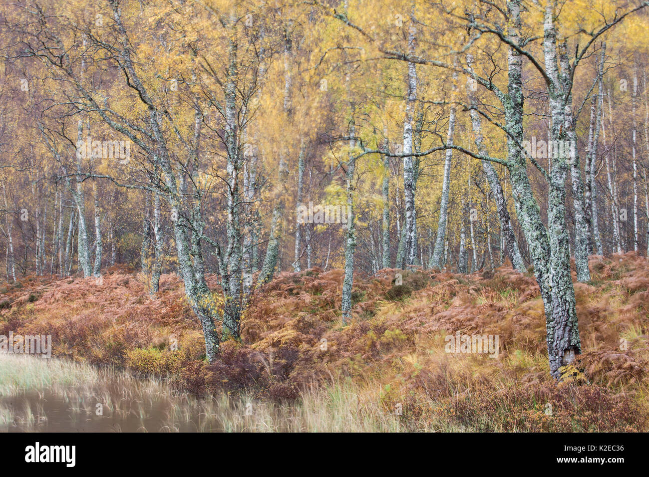 Silver birch (Betula pendula) woodland in autumn, Craigellachie National Nature Reserve, Cairngorms National Park, Scotland, UK, October 2014. Stock Photo
