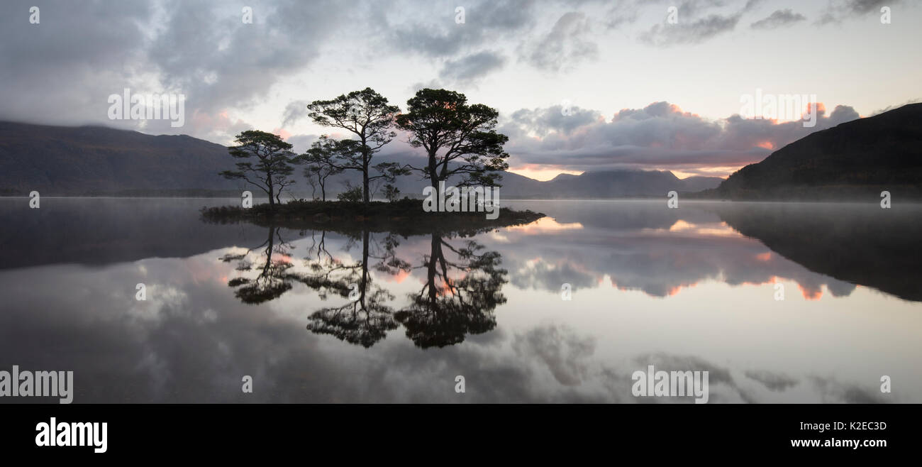Scots pine (Pinus sylvestris) trees reflected in Loch Maree at sunrise with Slioch in background, Wester Ross, Scotland, UK, November 2014. Stock Photo