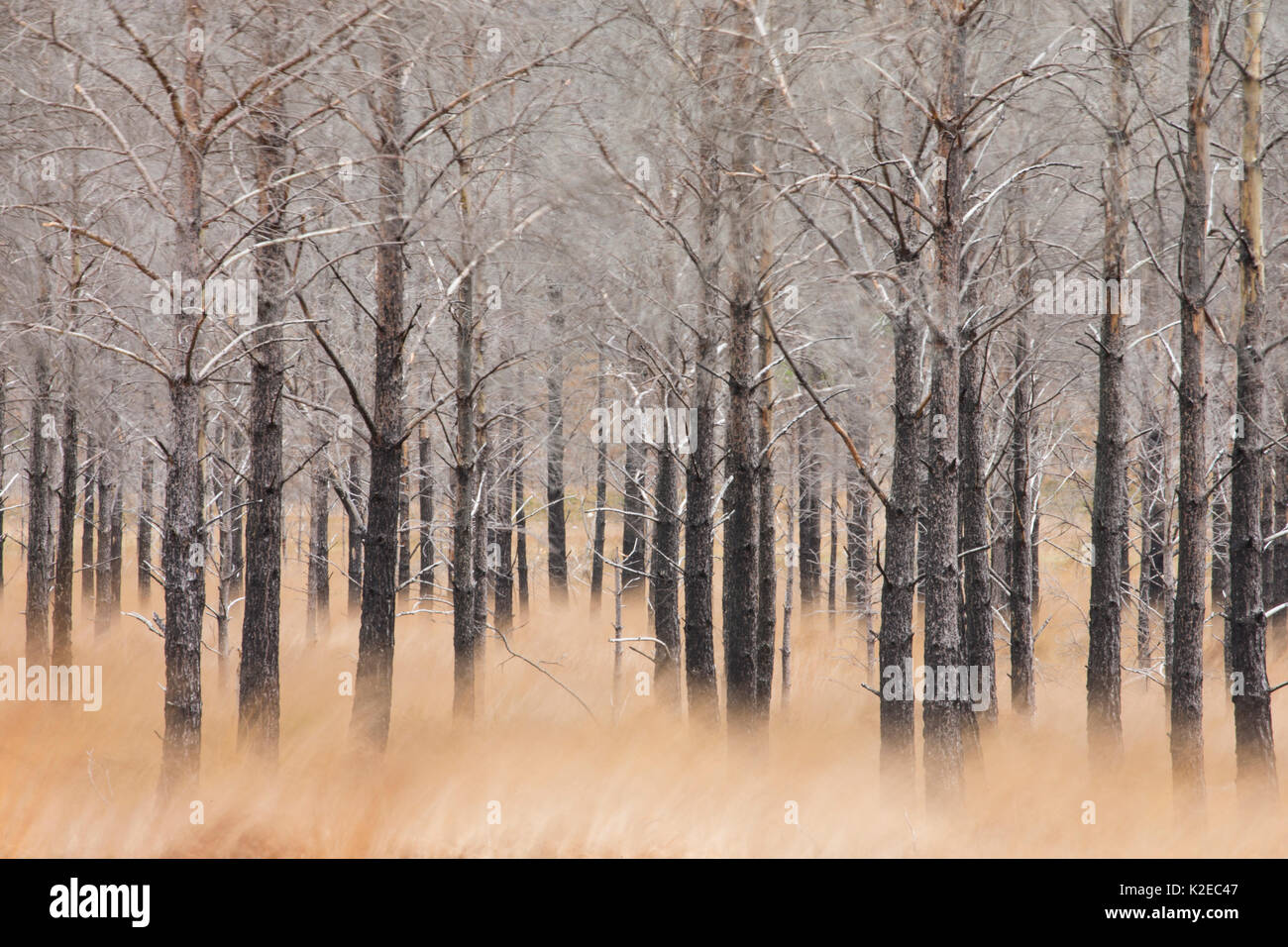 Burnt Scots pine (Pinus sylvestris) woodland, soft focus shot, Glen Torridon, Highlands, Scotland, UK, November 2014. Stock Photo