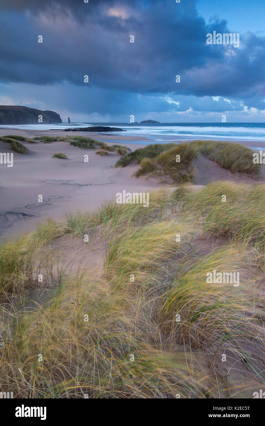 Marram grass (Ammophila arenaria) on dunes at Sandwood Bay, Sutherland, Scotland, December 2014. Stock Photo