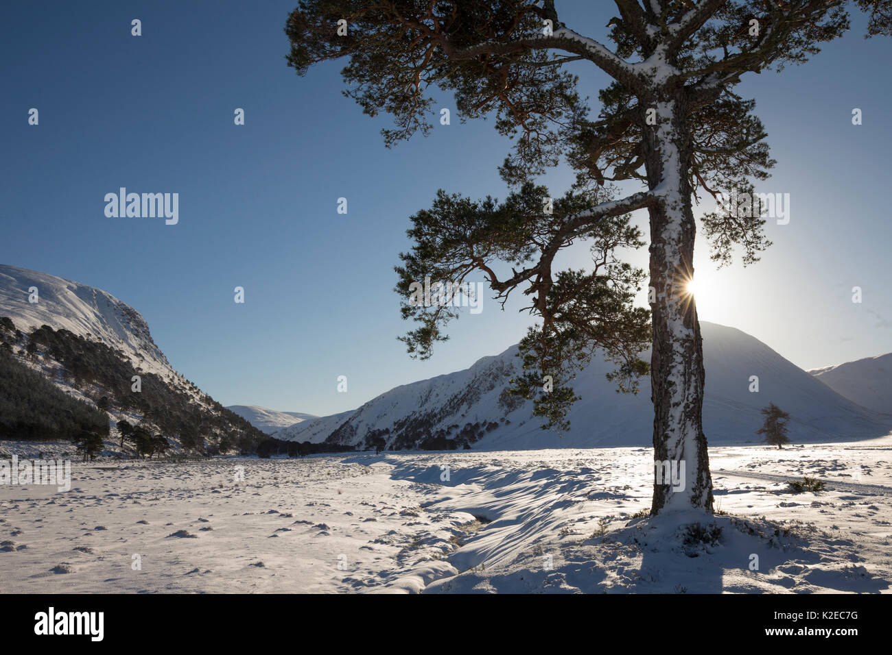 Lone scots pine (Pinus sylvestris) in winter sun, Glenfeshie, Cairngorms National Park, Scotland, UK, January 2015. Stock Photo