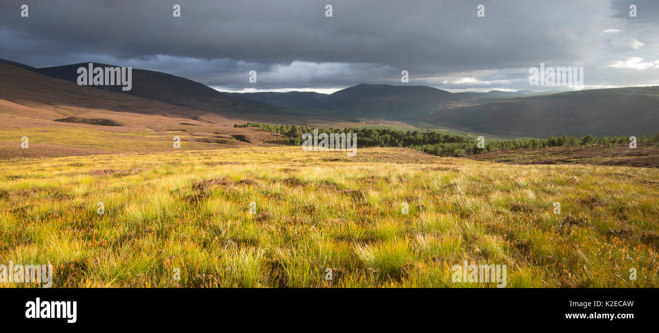 Stormy light over heather moorland, Glenfeshie, Cairngorms National Park, Scotland, UK, September 2015. Stock Photo