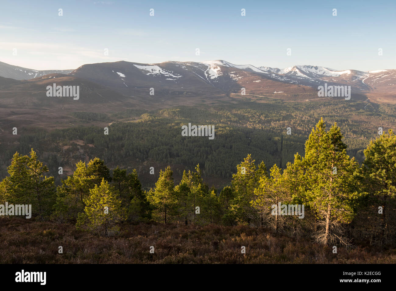 Scots pines (Pinus sylvestris) regenerating on flanks of Ryvoan Pass, Glenmore Forest, Cairngorms National Park, Scotland, UK, May 2016. Stock Photo