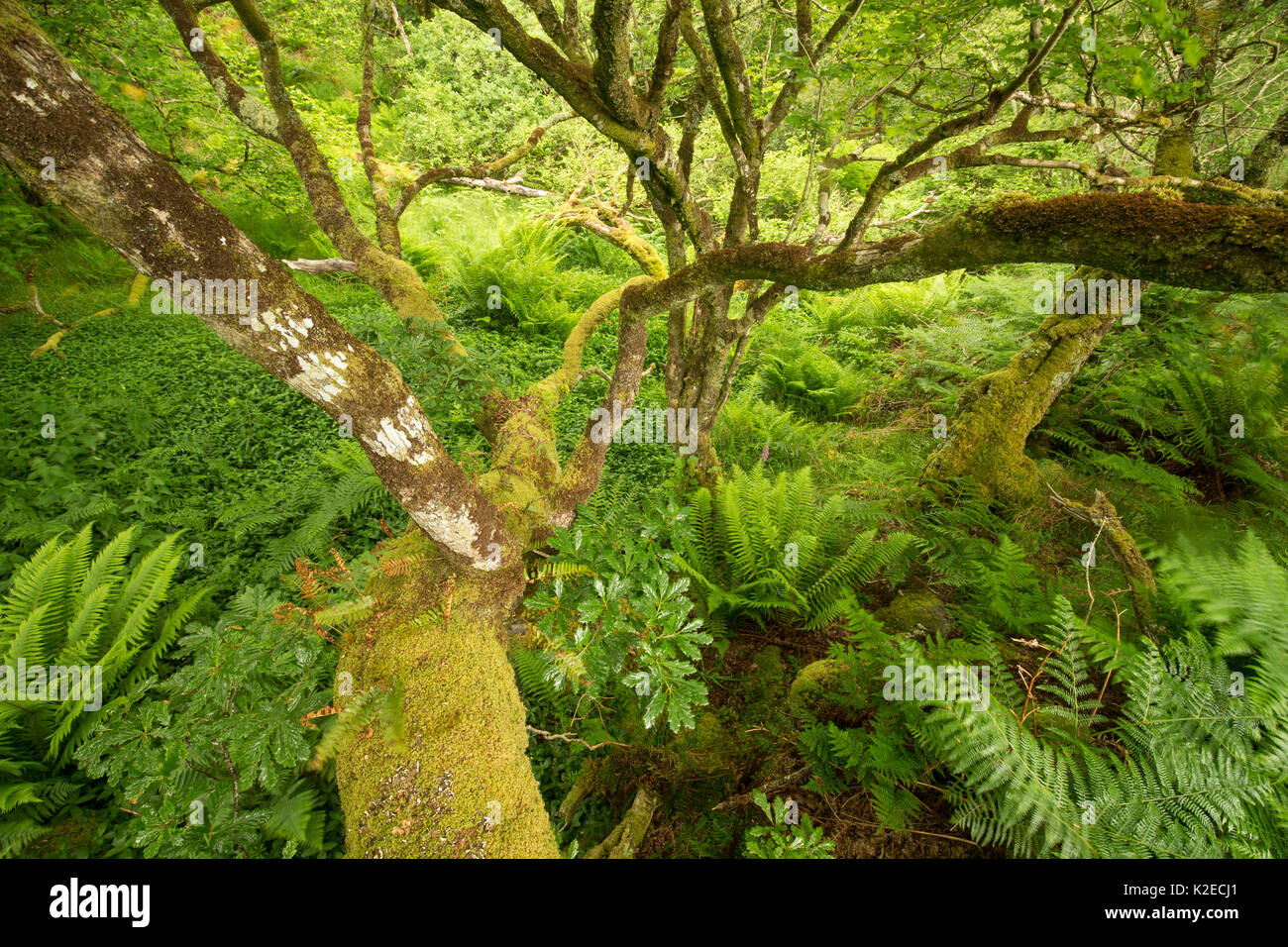 Moss covered Sessile oak (Quercus petraea) and ferns in Atlantic oakwood, Taynish National Nature Reserve, Argyll, Scotland, UK, June. Stock Photo