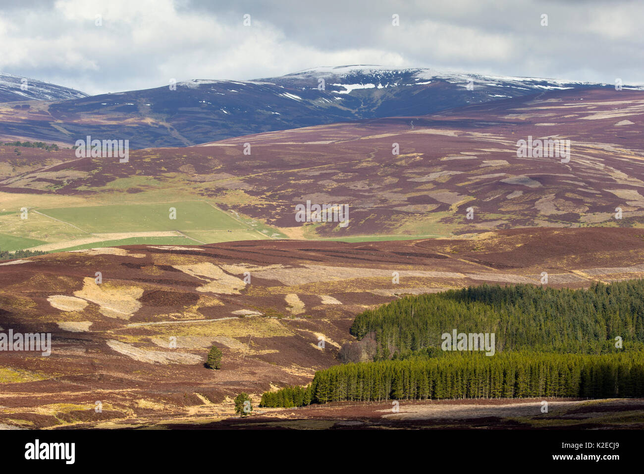 Patchwork of heather moorland and commercial forestry on grouse shooting estate, Deeside, Cairngorms National Park, Scotland, UK, April 2016. Stock Photo