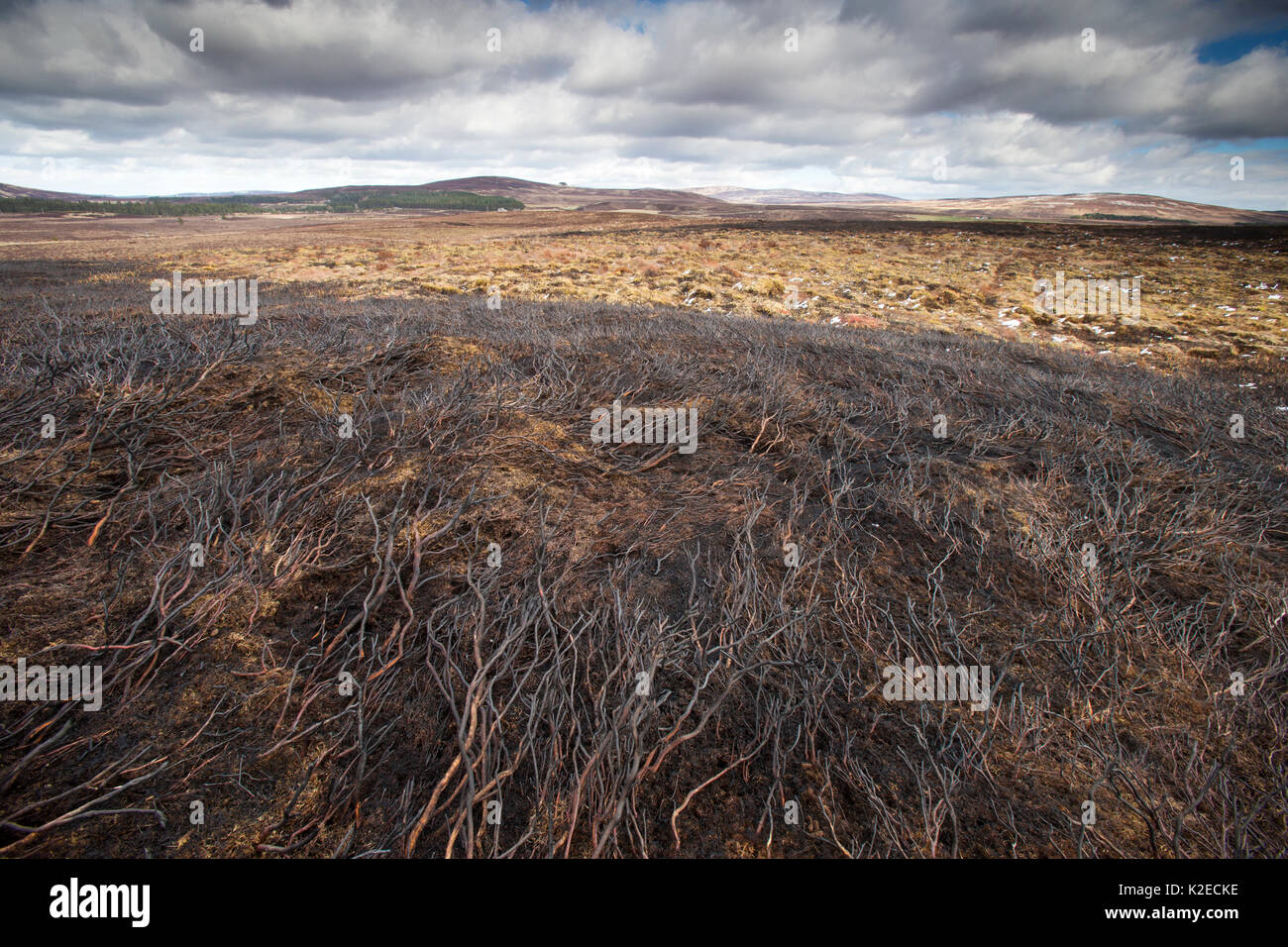 Area of fresh muirburn showing burnt heather, Lochindorb Estate, Deeside, Cairngorms National Park, Scotland, UK,, April 2016. Stock Photo