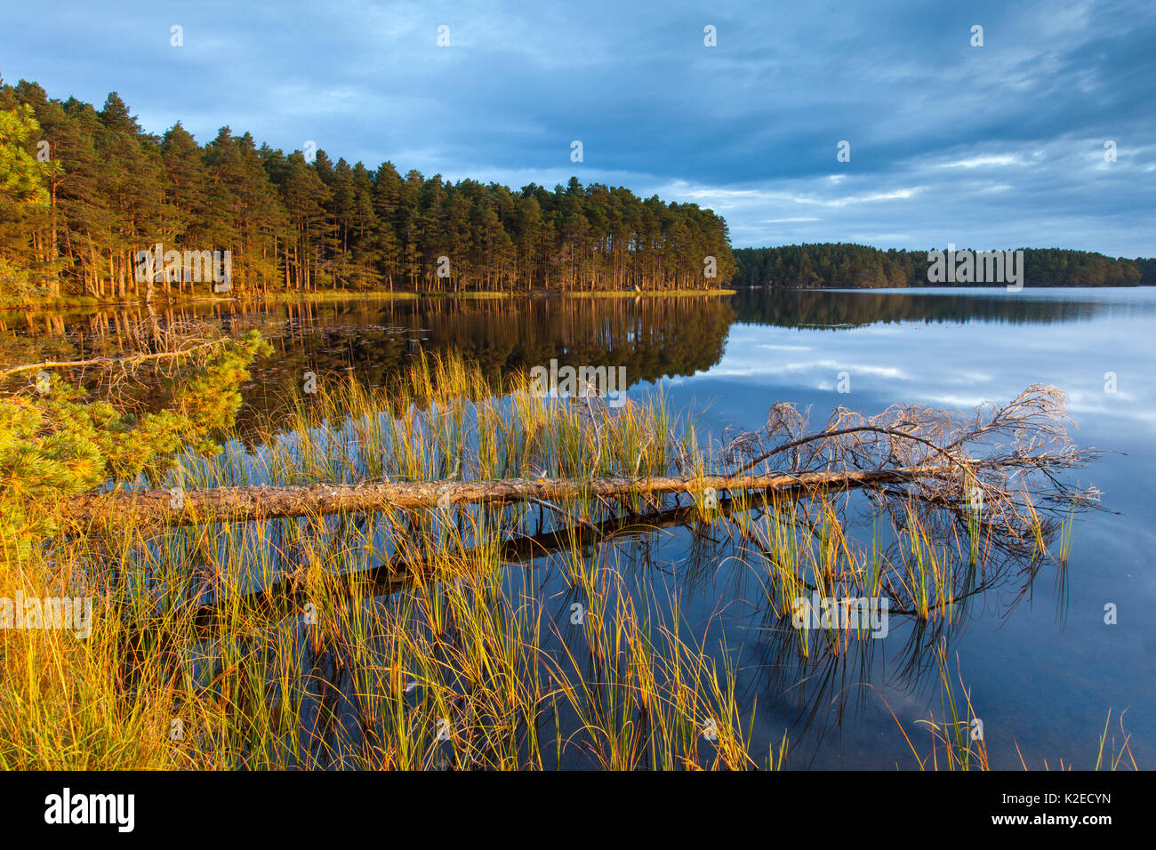 Loch Garten and surrounding pine forest in morning light, Abernethy, Cairngorms National Park, Scotland, UK, September 2013. Stock Photo