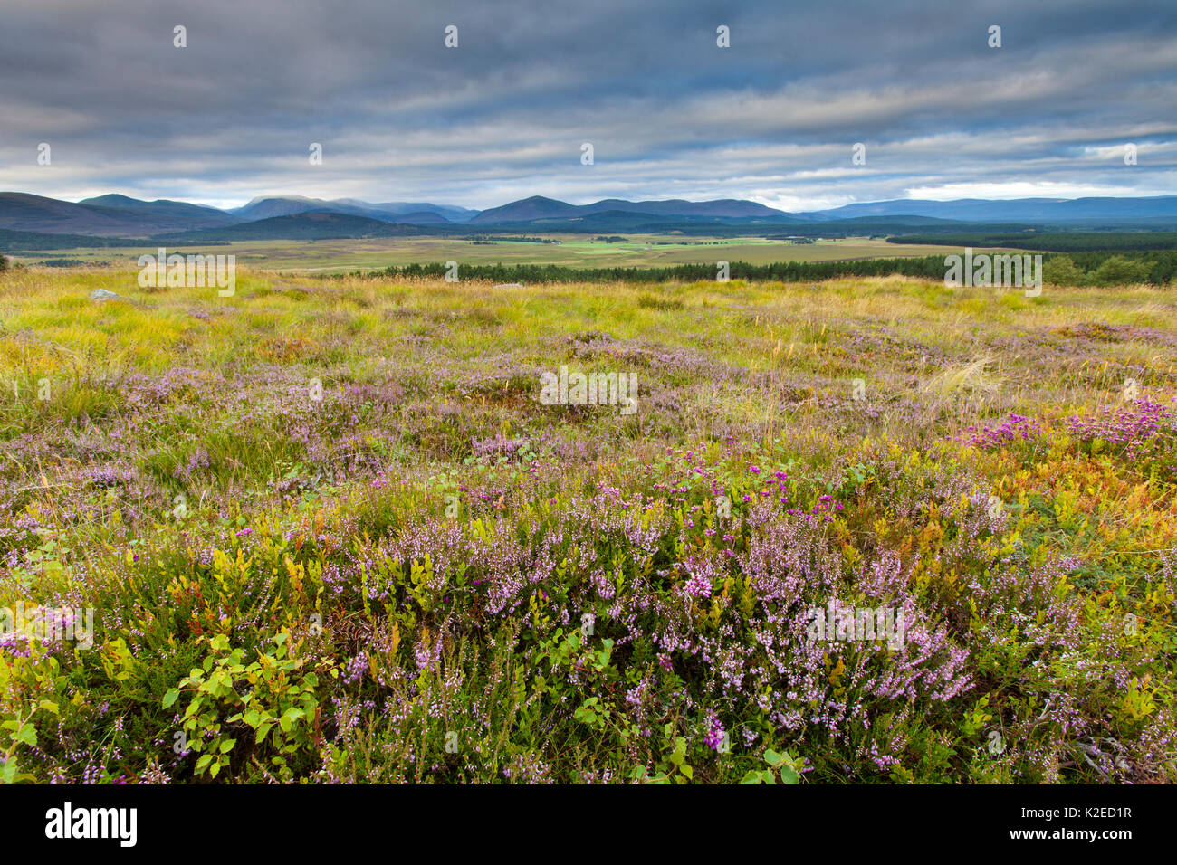 Mosiac of Cross leaved heath (Erica tetralix), Ling (Calluna vulgaris), Bell heather (Erica cinerea), Bilberry (Vaccinium myrtillus), Birch (Betula sp) saplings and grasses on upland heath in late summer, Cairngorms National Park, Scotland, UK, August 2013. Stock Photo