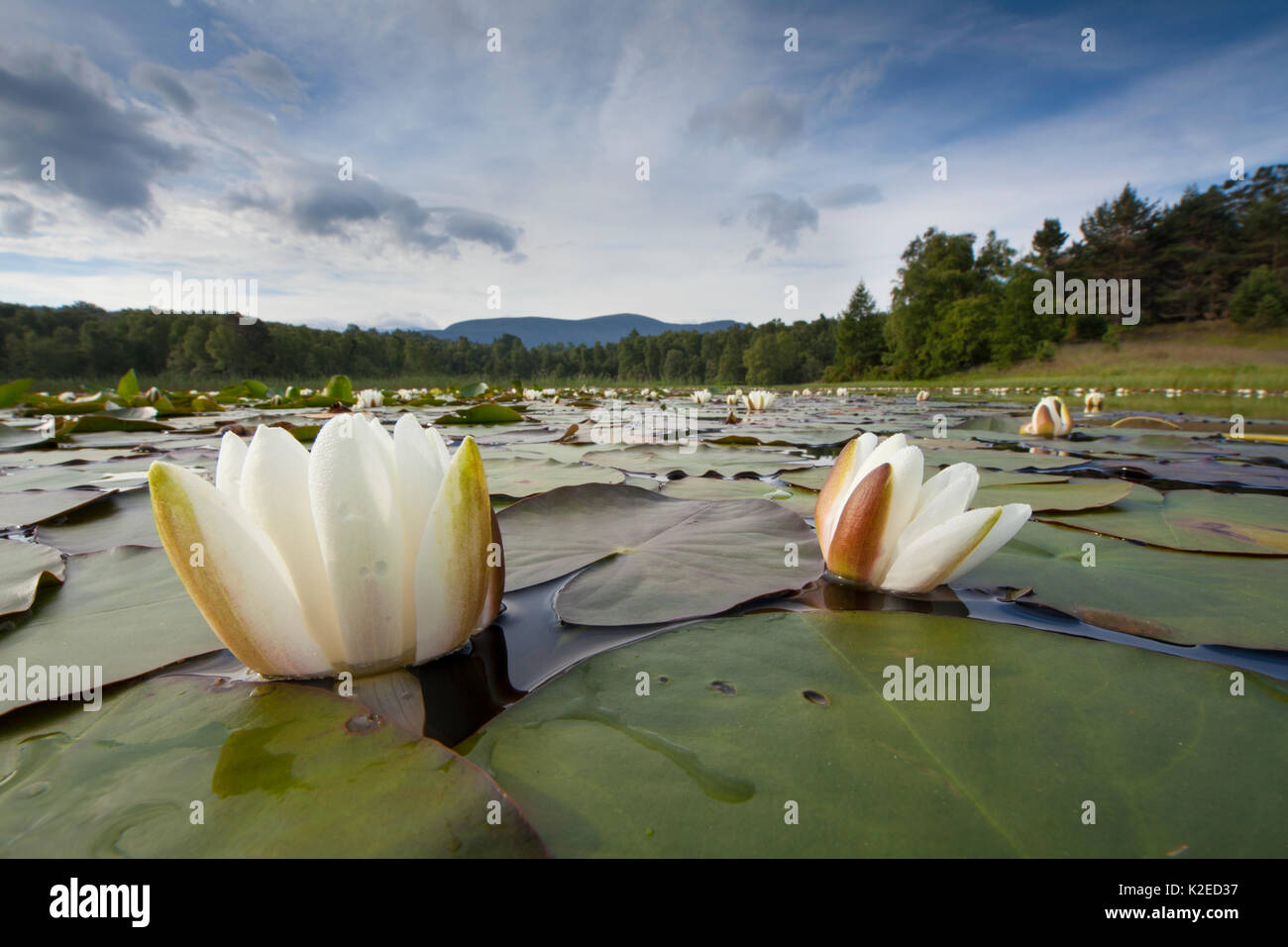 White water lily (Nymphaea alba) in flower, Cairngorms National Park, Scotland, UK, July. Stock Photo