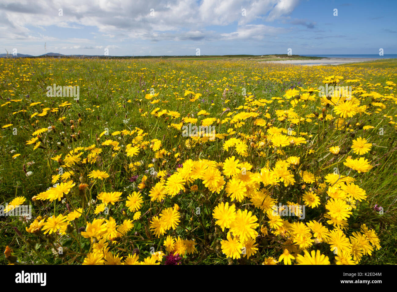 Flowering machair, South Uist, Outer Hebrides, Scotland, UK, Stock Photo
