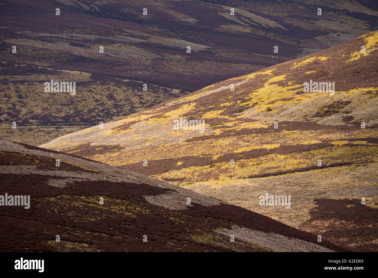 Patchwork of upland heather moorland on grouse shooting estate, northern Scotland, UK, April 2016. Stock Photo