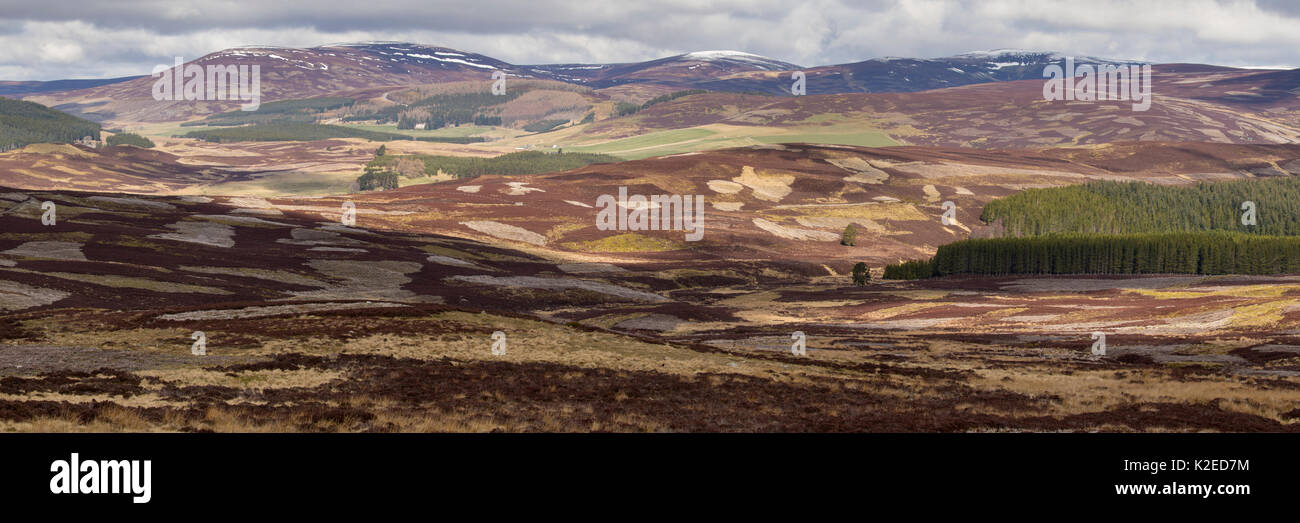 Mixed habitat of upland heather moorland, commercial forestry and sheep pasture, Glenlivet, northern Scotland, UK, April 2016. Stock Photo