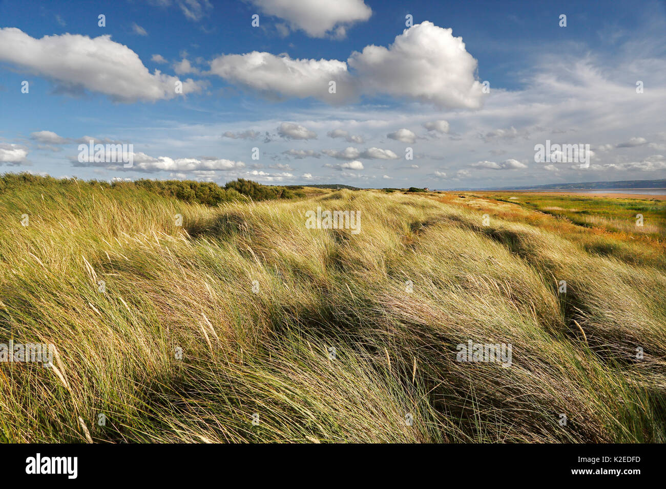 Phalaris maritima hi-res stock photography and images - Alamy