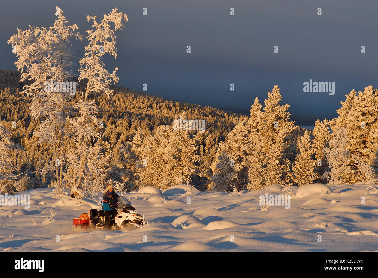 Nils-Torbjorn Nutti, owner and operator at Nutti Sami Siida, on snowmobile trip into the wilderness, Jukkasjarvi, Lapland, Laponia, Norrbotten county, Sweden Model released. Stock Photo