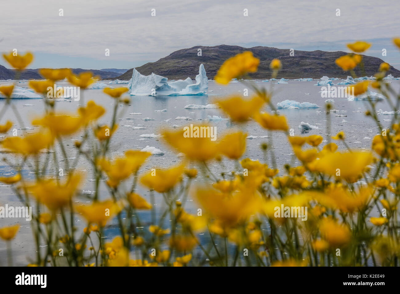 Meadow buttercup (Ranunculus acris) and icebergs, Narsaq, Greenland, July. Stock Photo