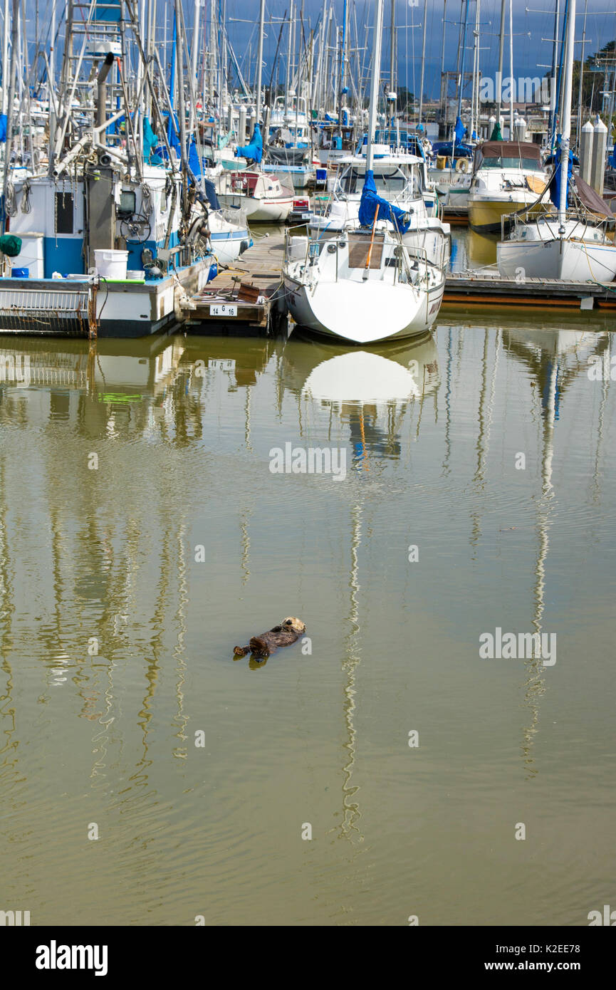 California sea otter (Enhydra lutris) asleep at surface in harbour, Monterey Bay, California, USA, Eastern Pacific Ocean, May Stock Photo