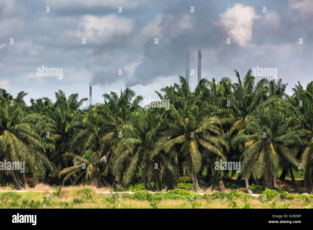Oil palm (Elaeis sp) plantations covering landscape, Sabah, Borneo. Malaysia. Stock Photo