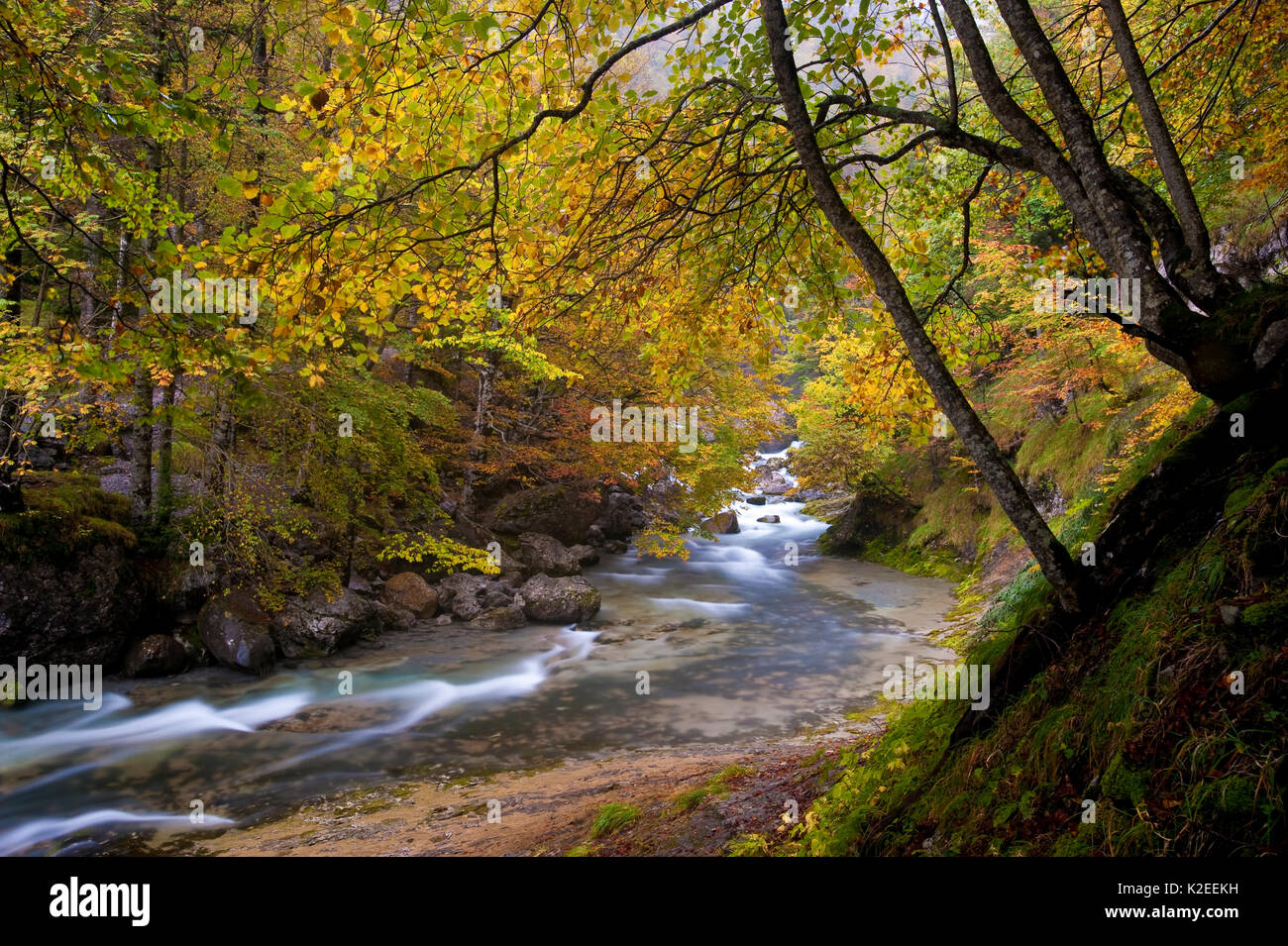 Woodland stream - Stock Image - C016/2344 - Science Photo Library