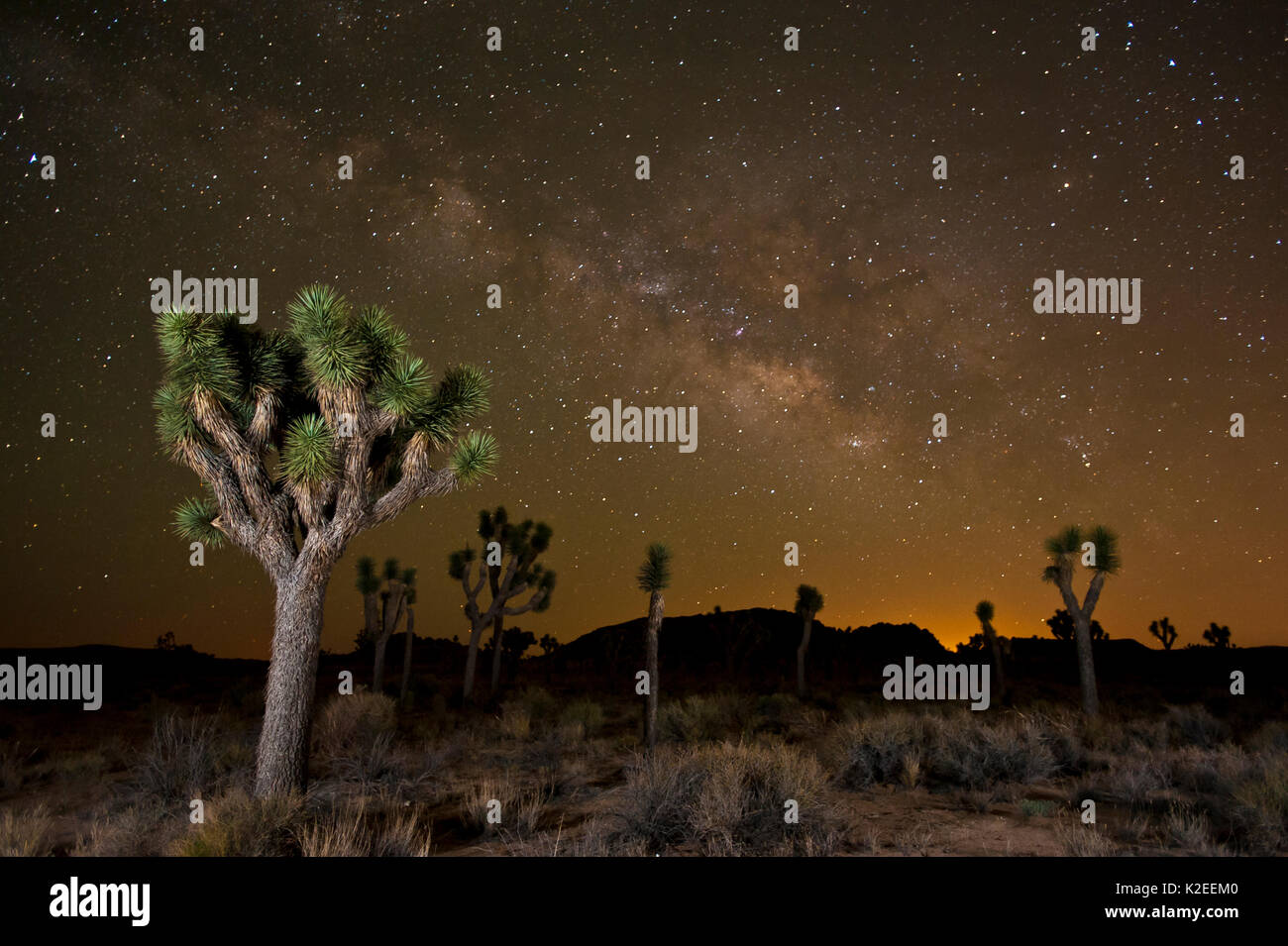 Joshua tree (Yucca brevifolia) at night with Milky Way, Joshua Tree National Park, California, USA. Stock Photo