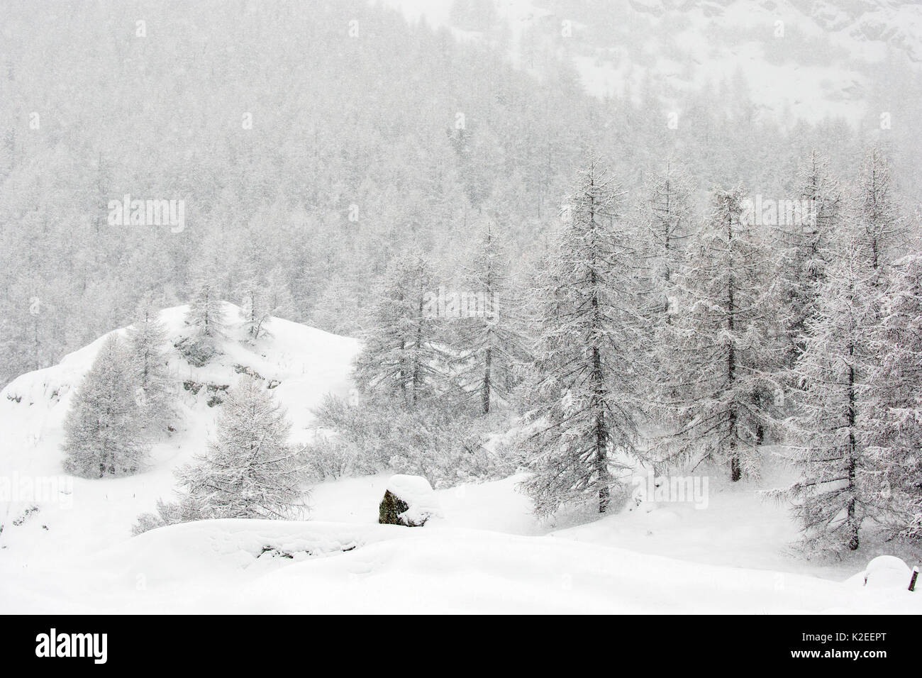 Alpine landscape with snow covered trees. Gran Paradiso National Park, Italy, January Stock Photo