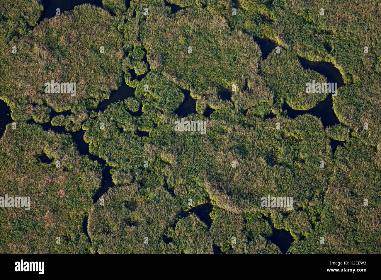Reed (Phragmites australis) Island from above (aerial view), Danube Delta, Romania, June.. June. Stock Photo