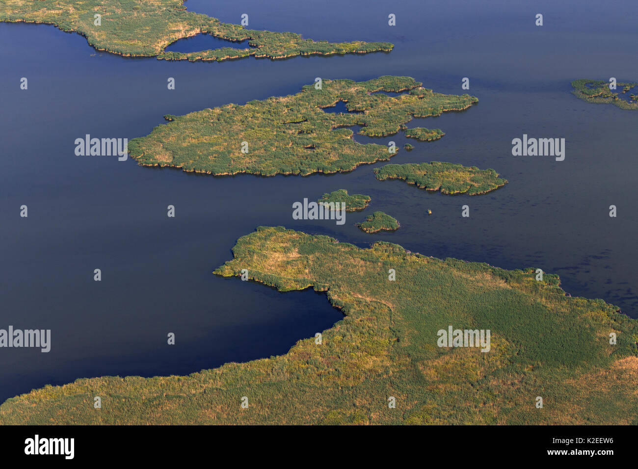 Reed (Phragmites australis) island from above (aerial view), Danube Delta, Romania. June. Stock Photo